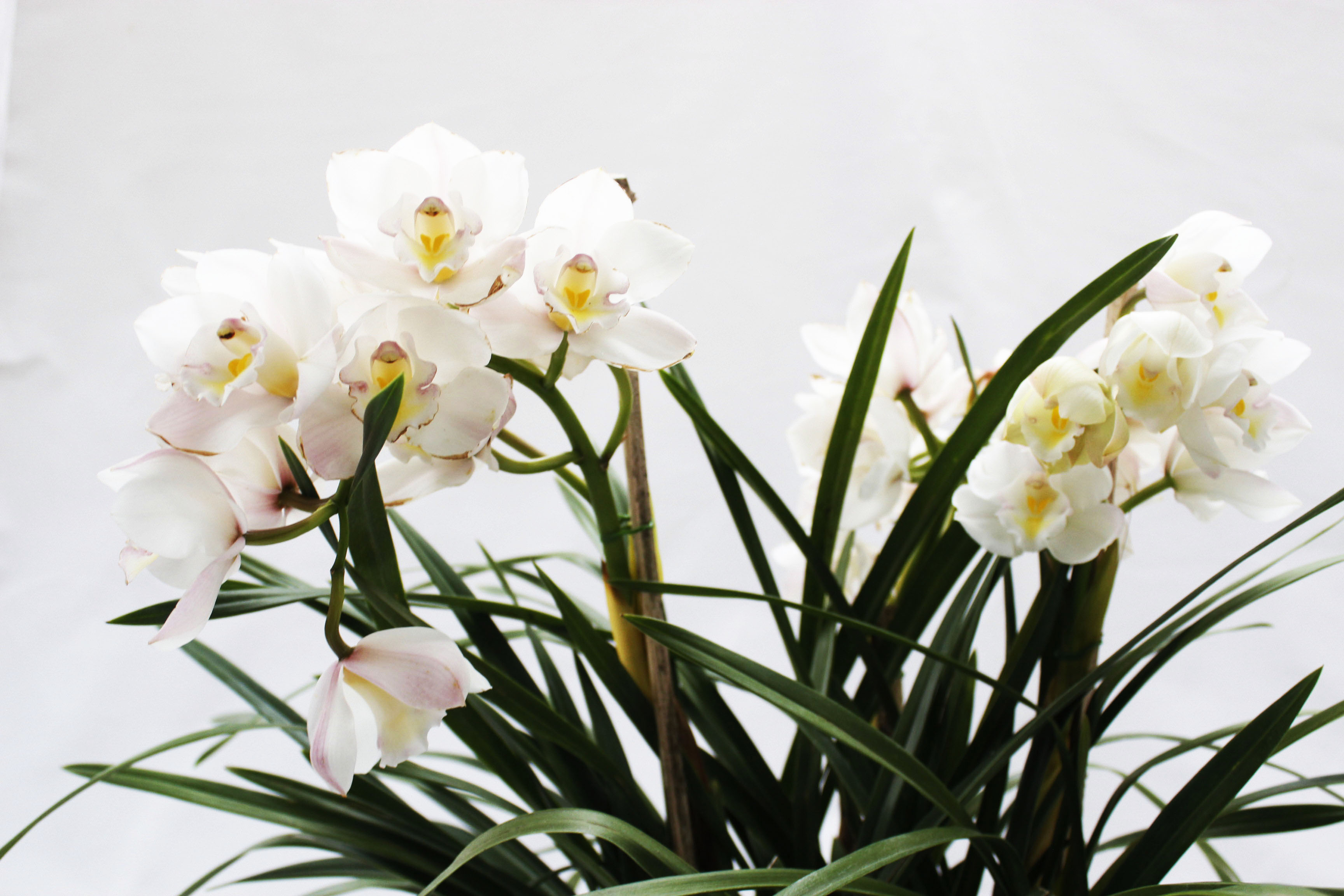 CYMBIDIUM 1