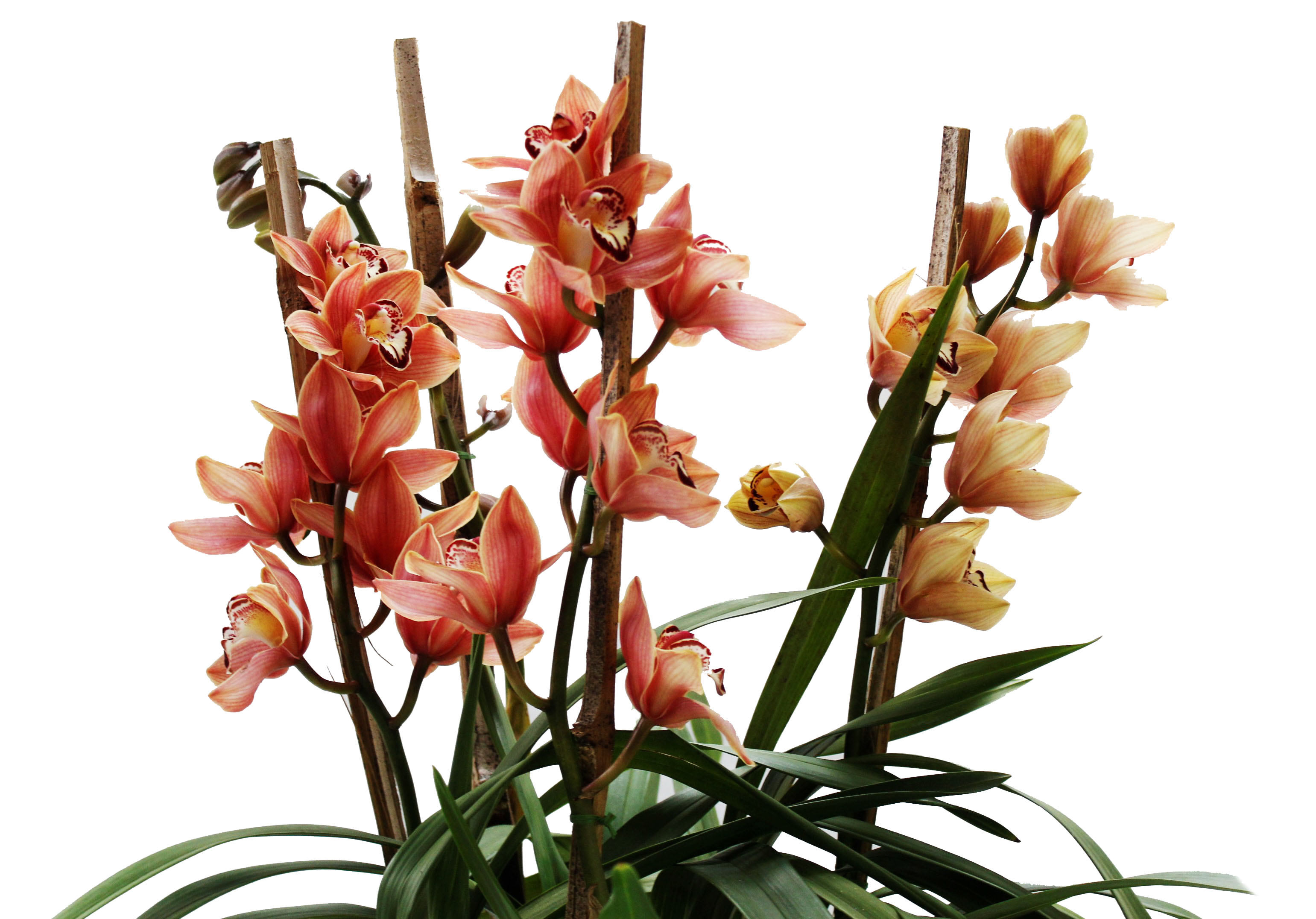 CYMBIDIUM 2