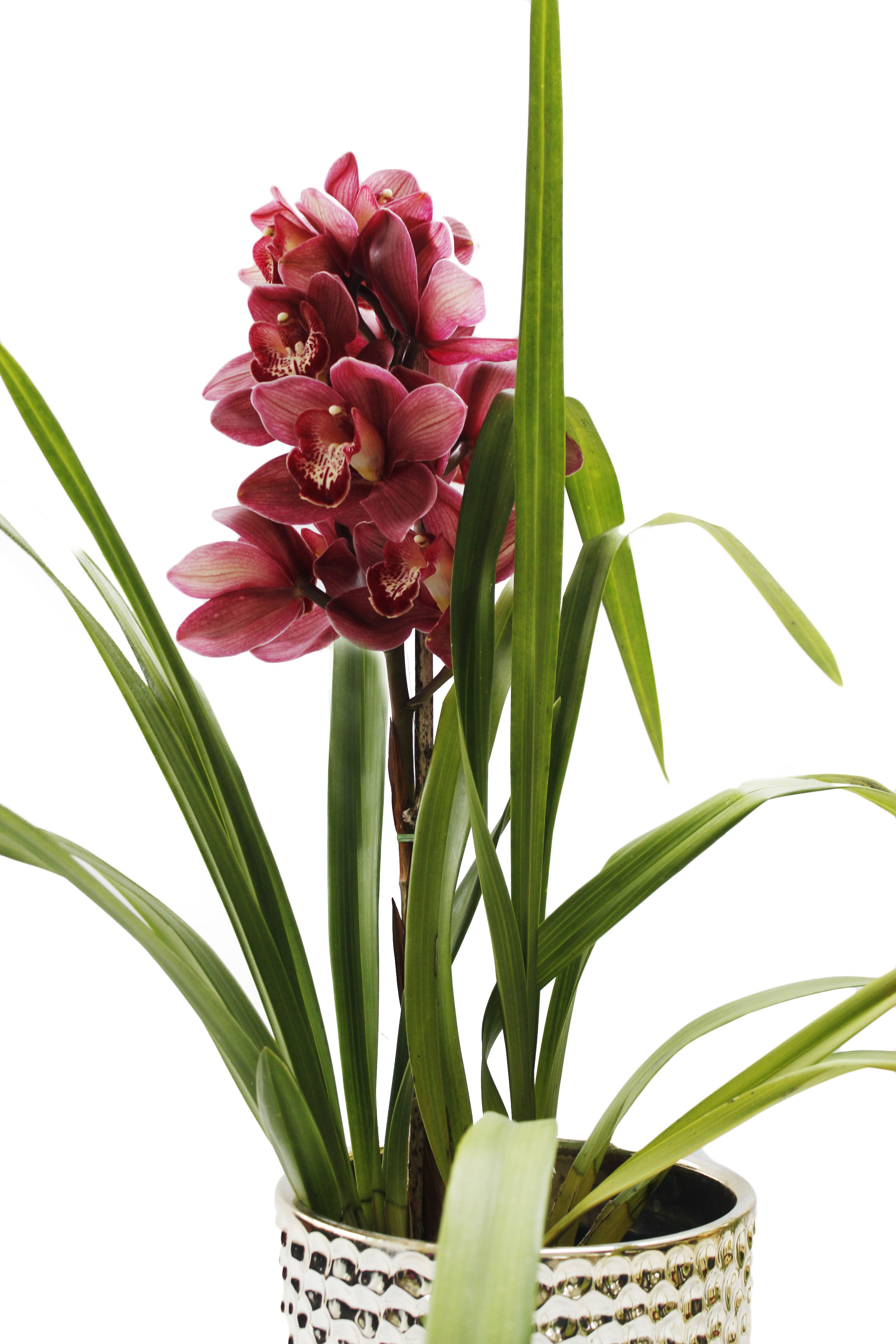 CYMBIDIUM 3