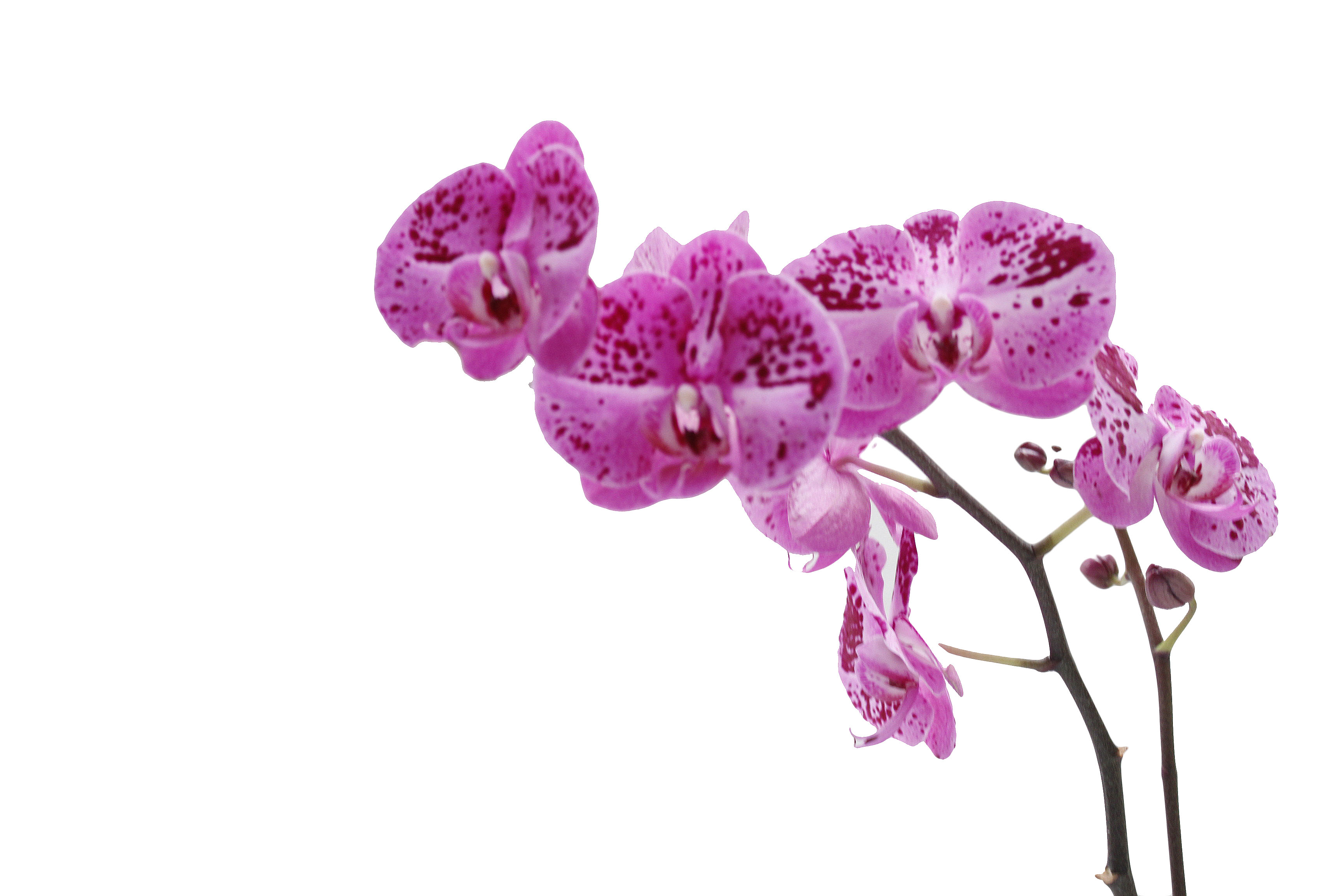 PHALAENOPSIS 2 RAMAS