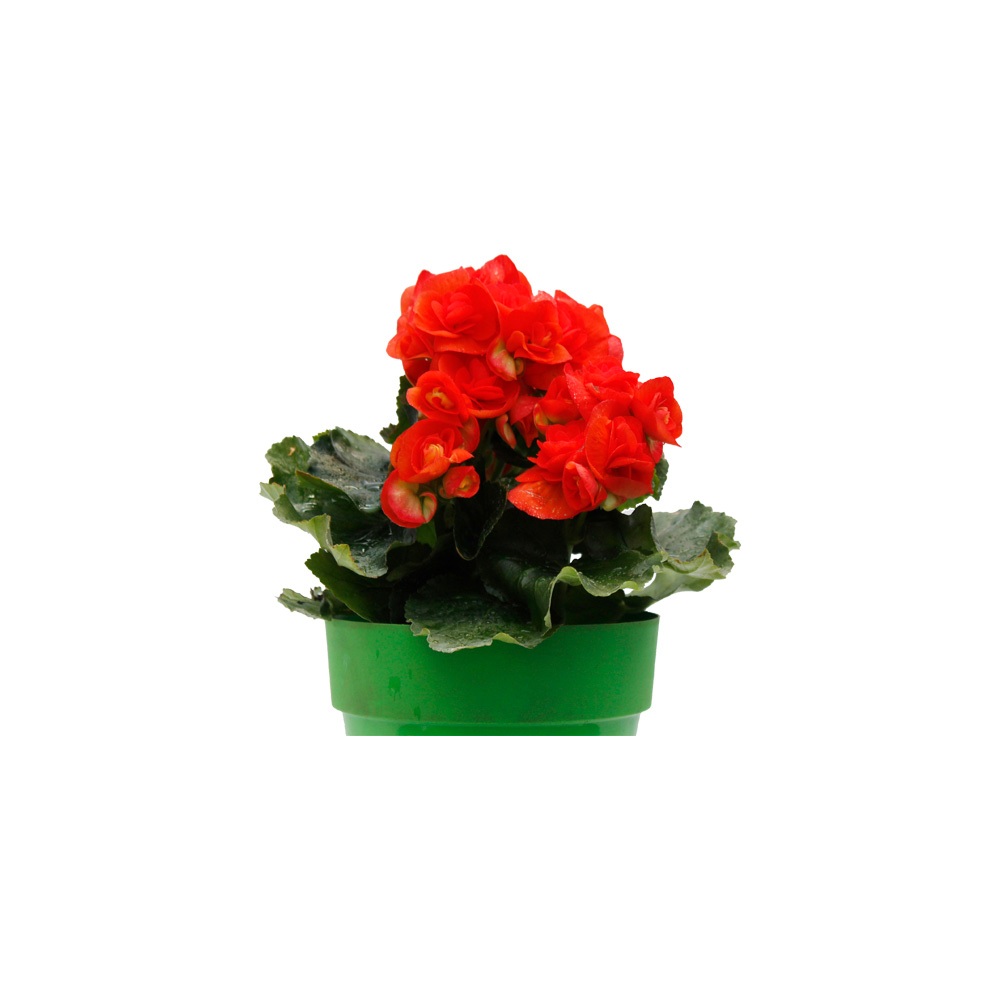 BEGONIA ELATIOS