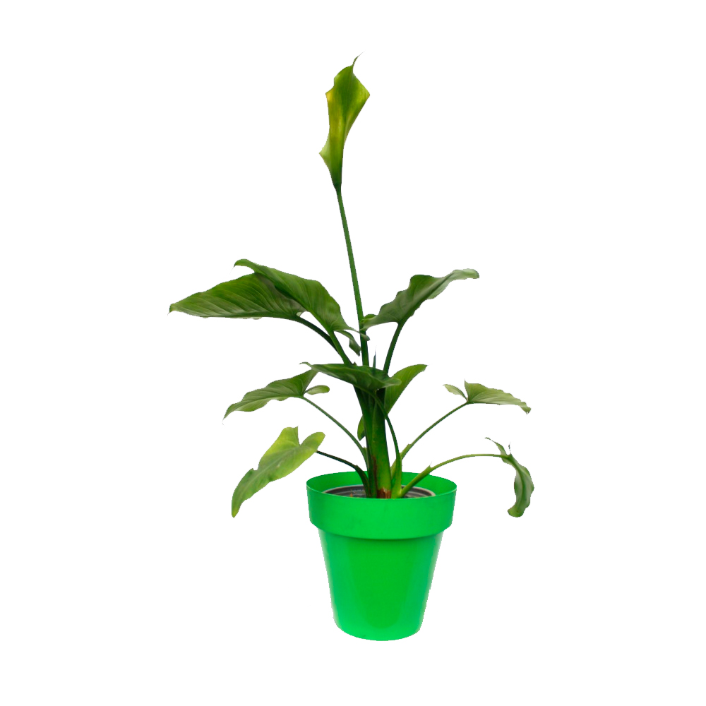 CARTUCHOS DE COLORES III