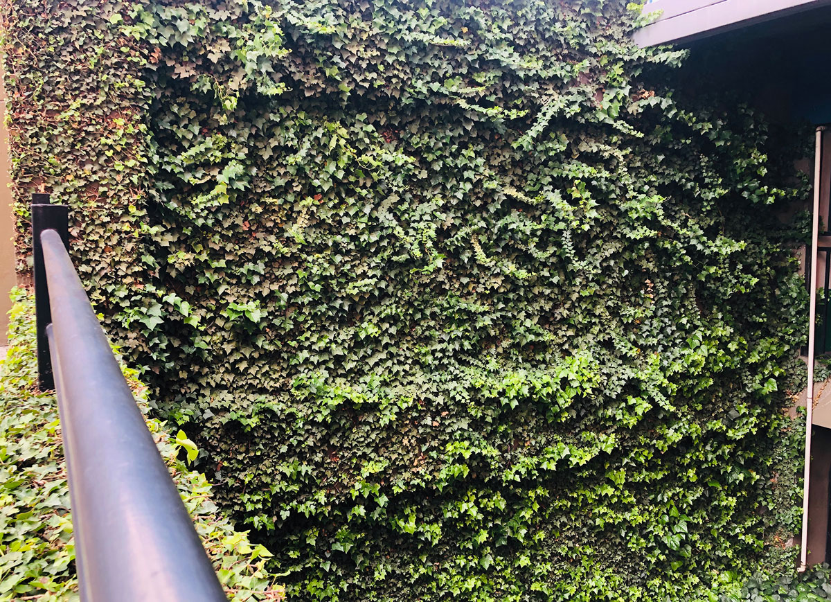 MANTENIMIENTO DE HIEDRAS