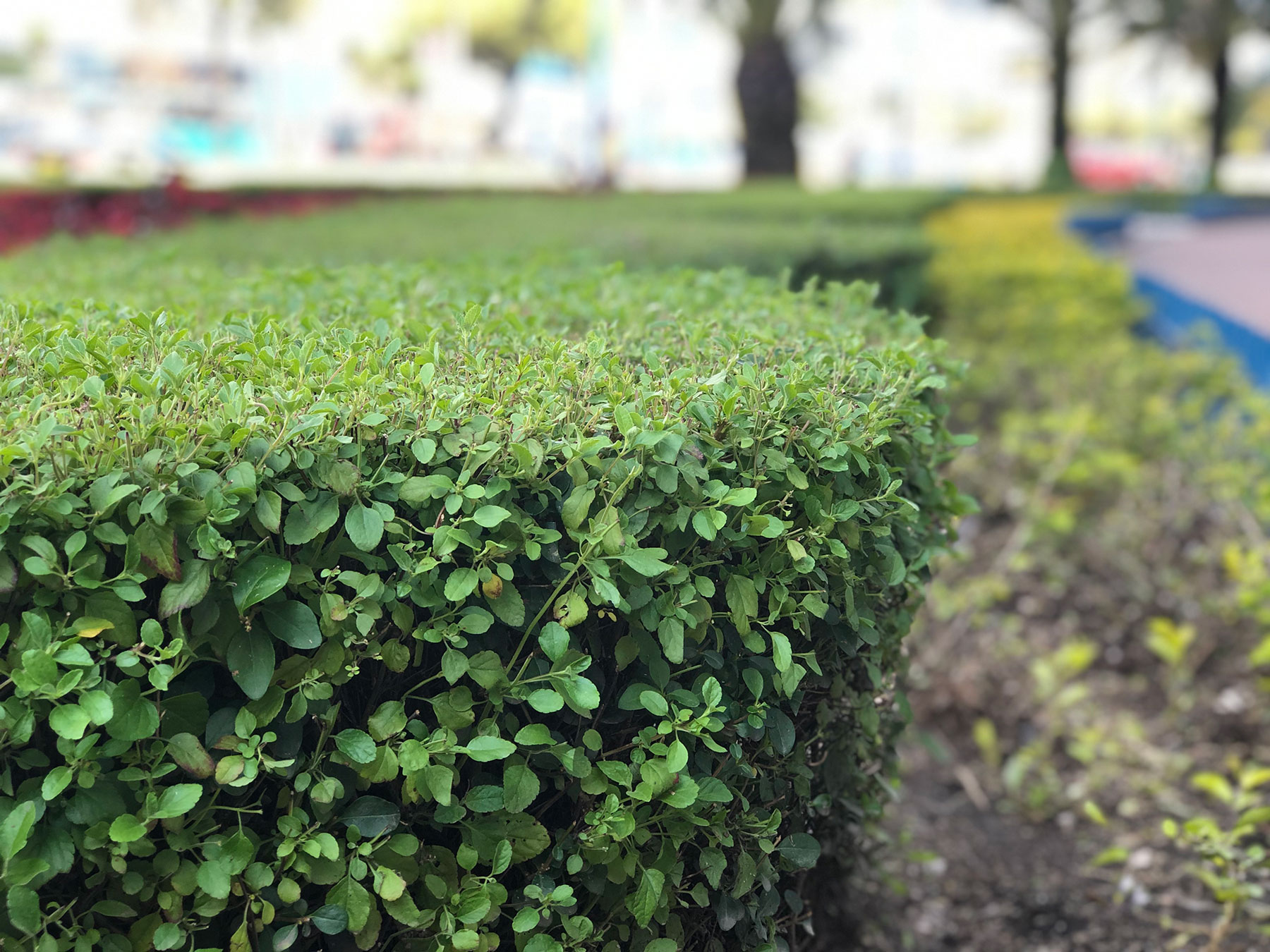 PODA DE ARBUSTOS 