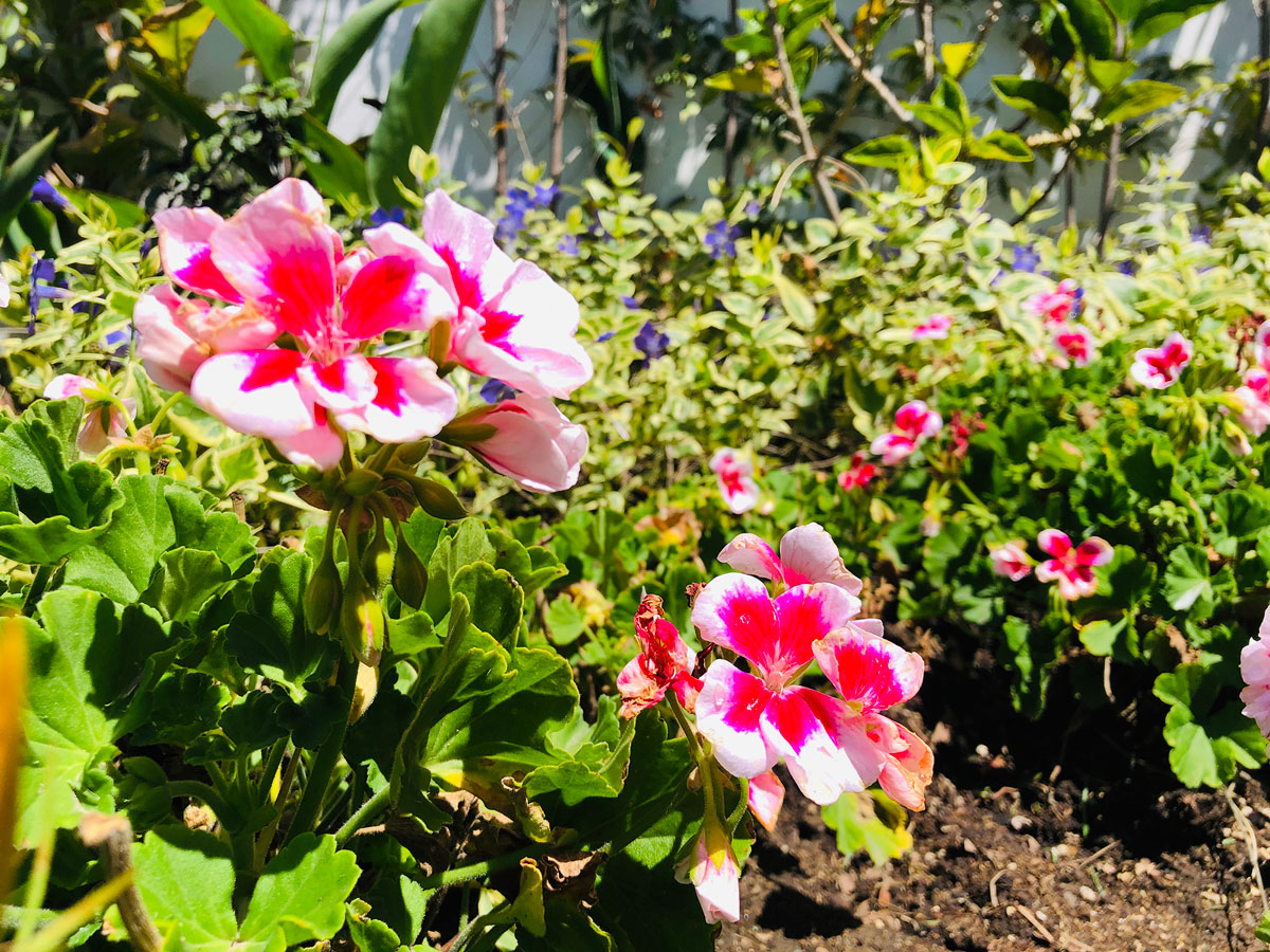 PODA DE FLORES