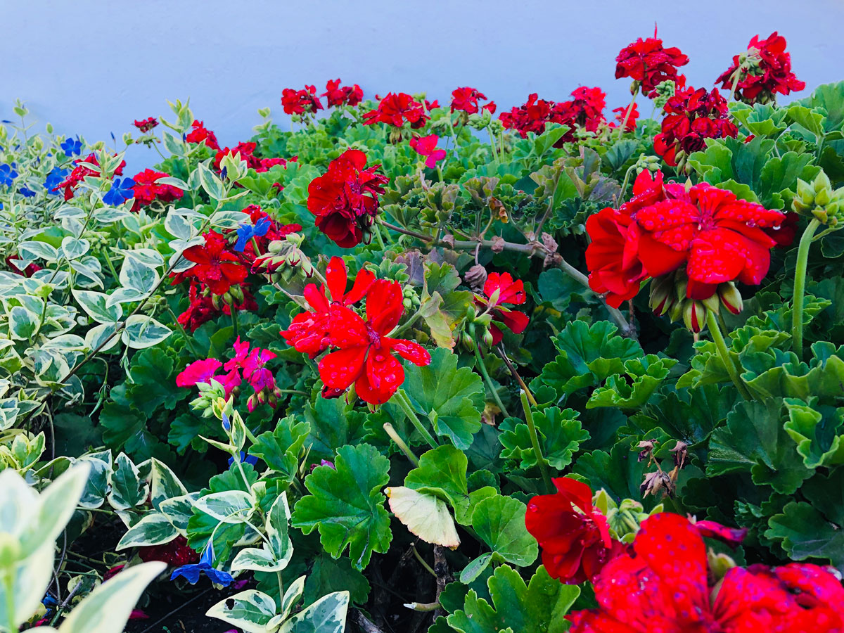 PODA DE FLORES