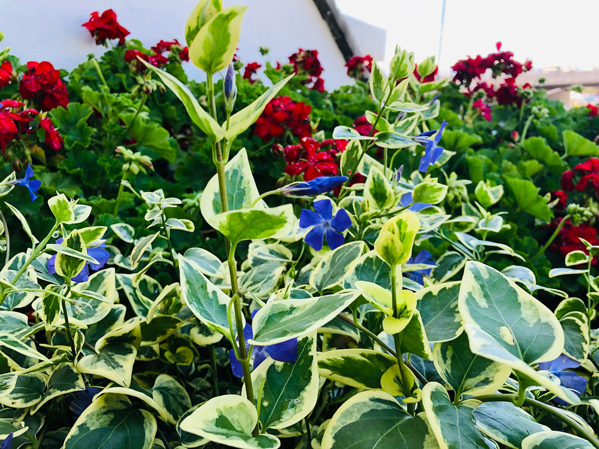 PODA DE FLORES