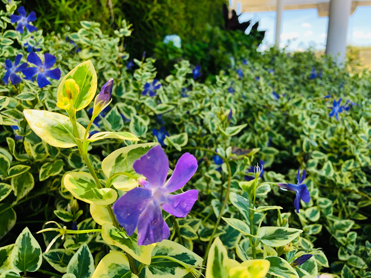 PODA DE FLORES