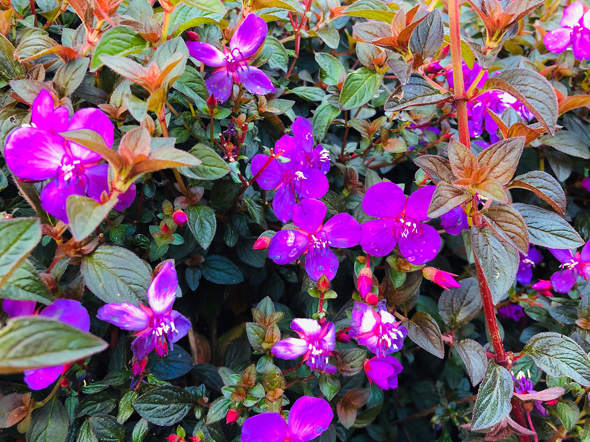PODA DE FLORES
